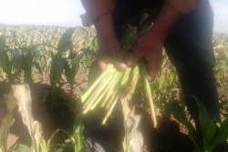 Aseguradoras deberán responder por siniestros causados por las heladas