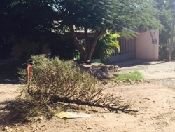 Se fue la Navidad y comienzan a desechar los pinos navideños en las calles