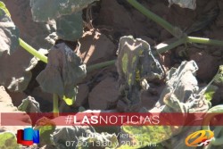 Buscarán declaratoria de zona de emergencia al Valle del Yaqui