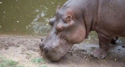 Encuentran sin cabeza ni piel a hipopótamo en rancho de Puebla