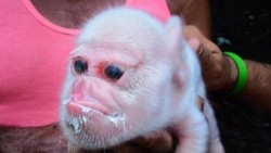 La breve historia del cerdo con cara de mono