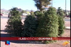 Recolectan árboles de Navidad