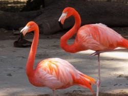 En 2015 zoológico de Culiacán recibióa 400 mil personas.