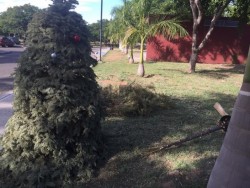 Inicio recepción de pinos navideños naturales en los centros de acopio instalados en distintos puntos de la ciudad