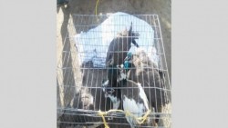 Resguardan las aves exóticas del 'Chapo'