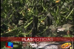 Lo bueno que se está atendiendo el problema