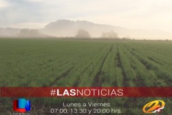 Lleva buen desarrollo planta del trigo