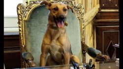 Balcarce, el primer perro que llega al sillón presidencial de Argentina