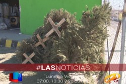 Presenta avances la campaña de recicla tu pino