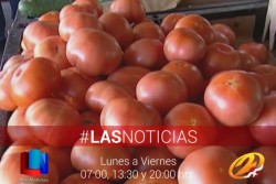 El tomate tiende a estabilizarse en su precio