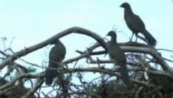 Ave en peligro de extinción resiste destrucción de Manglar Tajamar