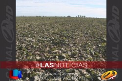 Abrirá PIEAES nuevo sistema de información