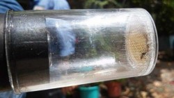 OMS no recomienda medidas específicas para evitar contagio de zika
