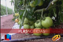En marzo arranca cosecha de tomate