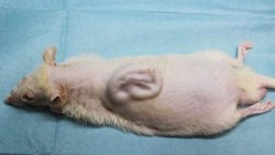 Científicos japoneses hacen crecer una oreja humana en la espalda de una rata