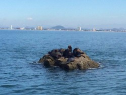 ¡Regresan los lobos marinos a Mazatlán!