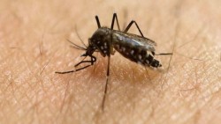 Nueva York registra cinco casos más del virus del zika