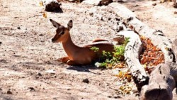 Ya tienen nombre las nuevas crías del Zoo de Chapultepec