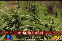 Espera que el uso medicinal de la marihuana se apruebe en México