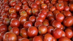 El jitomate, producto de la canasta básica que más bajó de precio