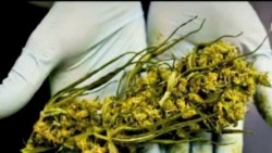 Cofepris da permiso para importar otro medicamento con marihuana