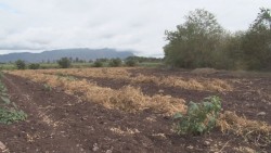 Busca caades obtener apoyos de Gobierno Federal para exportar