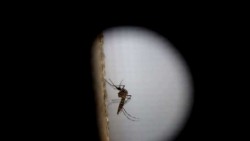 La OMS crea una Unidad de Respuesta Global contra el zika