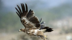 La Policía holandesa ha comenzado a entrenar águilas para abatir drones hostiles