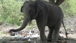 Elefante arroja a turista y lo mata con el colmillo en Tailandia