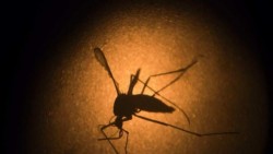 EU confirma su primer caso de zika por transmisión sexual