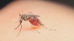 El Mosco del aedes  aegypti llegó para quedarse