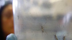Secretaría de Salud confirma 37 casos de zika en México