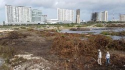 Conceden amparo que protege al manglar de Tajamar