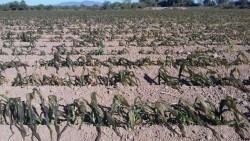 Daños parciales en maiz y calabaza, dejan las heladas en Sinaloa