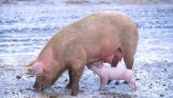 Científicos del CSIC crean una dieta 'trampa' que logra bajar el colesterol 'malo' en cerdos