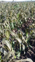 Heladas provocarán baja en los rendimientos de maiz, advierte CESAVESIN