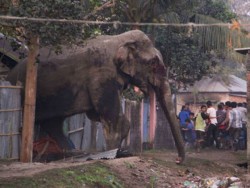 Una elefanta salvaje destroza casas en India
