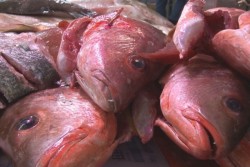 Esperan repunte en ventas de pescados y mariscos, a partir de este viernes
