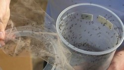 Confirman la tercera muerte por zika en Brasil