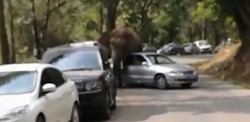 Un elefante golpea todo a su paso tras un desengaño amoroso