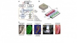 Fabrican tejido humano con impresora 3D