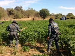 Dos plantíos de marihuana destruyó la PF en Álamos, Sonora