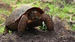 Descubren nueva especie de tortuga en Sonora