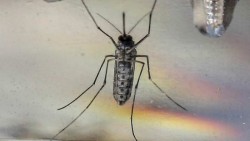México reporta 80 casos de zika, incluidas seis embarazadas
