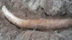 Descubren colmillo de elefante de un millón de años