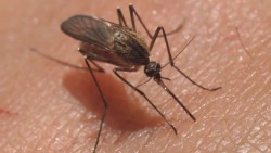 Sin posibilidad de vacuna en este momento contra el Zika
