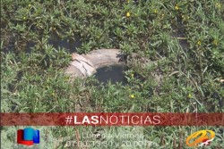 Sin casos de zika en Sonora