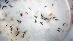 OMS sugiere abstinencia o sexo seguro a quienes regresan de zonas con zika