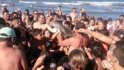 Un delfín muere  mientras numerosos turistas lo fotografiaban