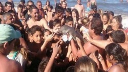 Matan a cría de delfín por tomarse selfies con él